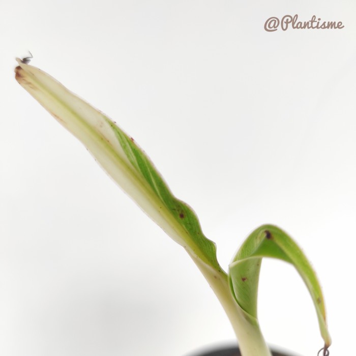 BARANG TERLARIS AE AE MUSA FLORIDA PARADISIACA VARIEGATED POHON PISANG VARIGATA BABY PACKING AMAN