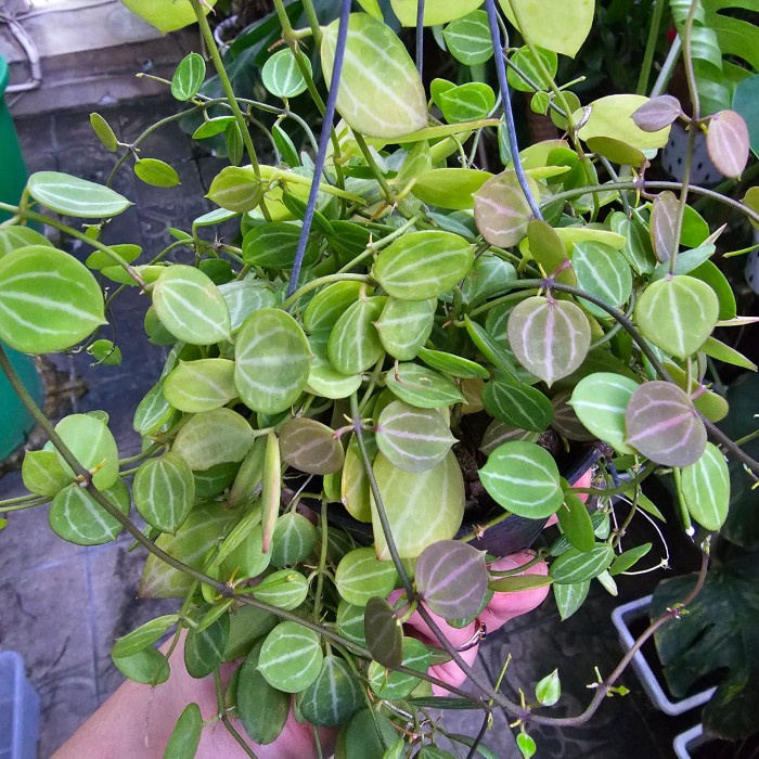 KUYY DISCHIDIA OVATA/DISCHIDIA SEMANGKA/WATERMELON DISCHIDIA PACKING AMAN