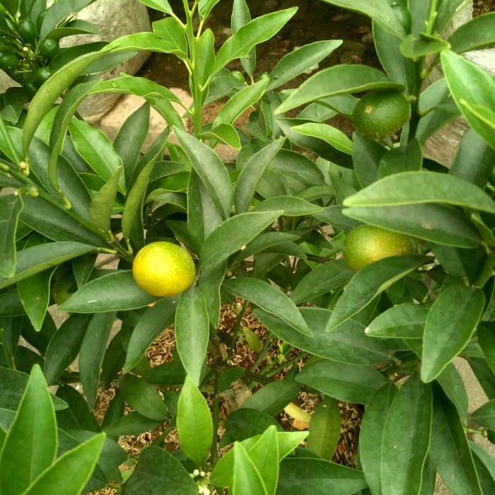 TERBARU POHON JERUK NAGAMI BERBUAH/TANAMAN POHON BUAH JERUK/ JERUK NAGAMI COD
