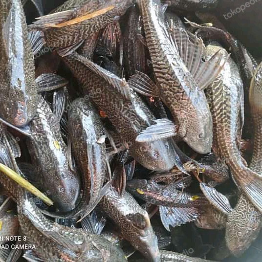 PREMIUM ikan sapu sapu jumbo