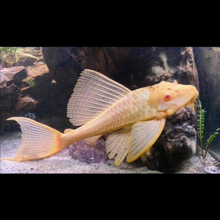 PREMIUM Gibbi / Gibbicep / Gibbiceps Pleco Albino L083 Sapu-sapu Mentega Ikan Pemakan Lumut