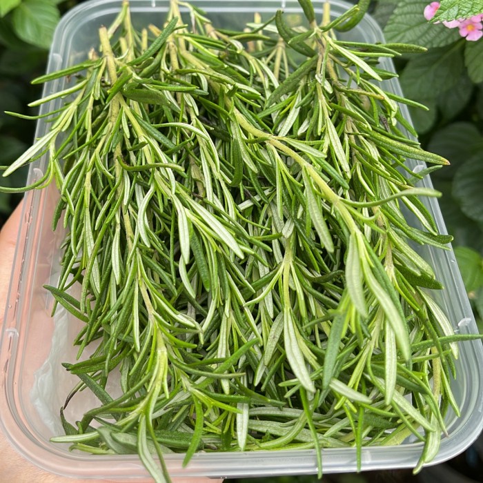 

Lezat- rosemary leaves