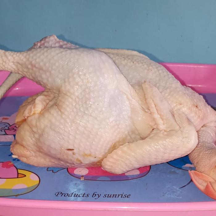 

Lezat- ayam kampung 1,3up