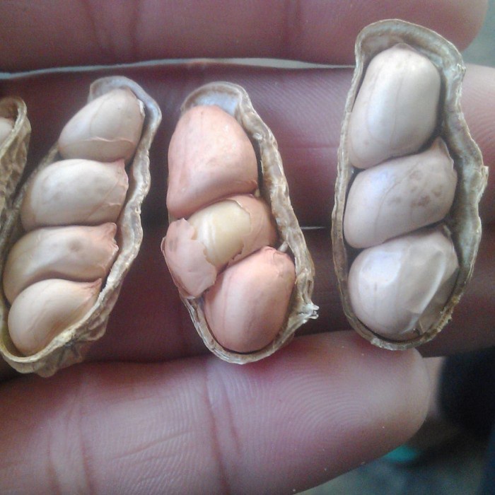 

(TopSeller) Kacang Goreng Bendo