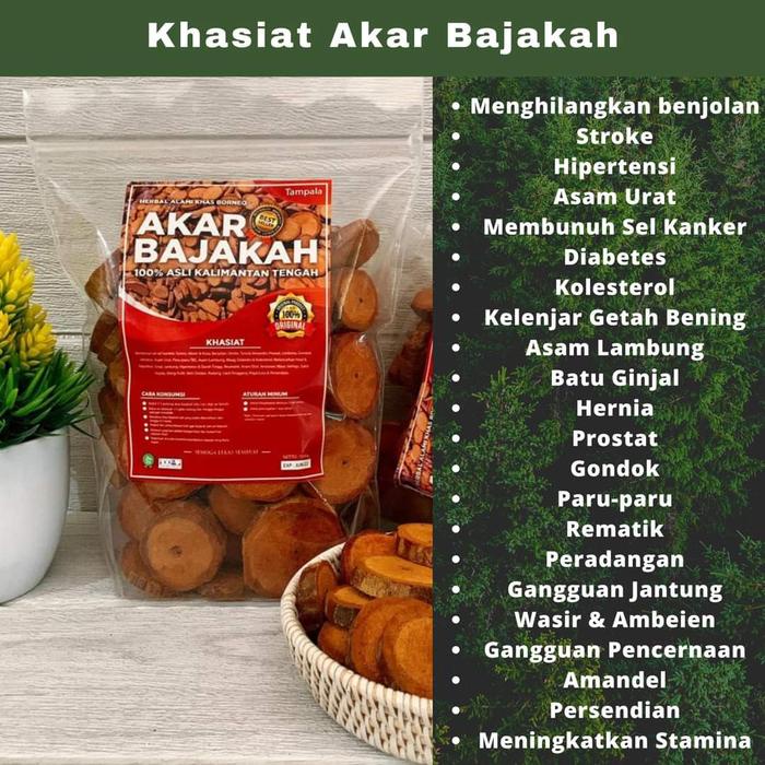

Akar Kayu BAJAKAH TAMPALA MERAH Siap Seduh Food Kering