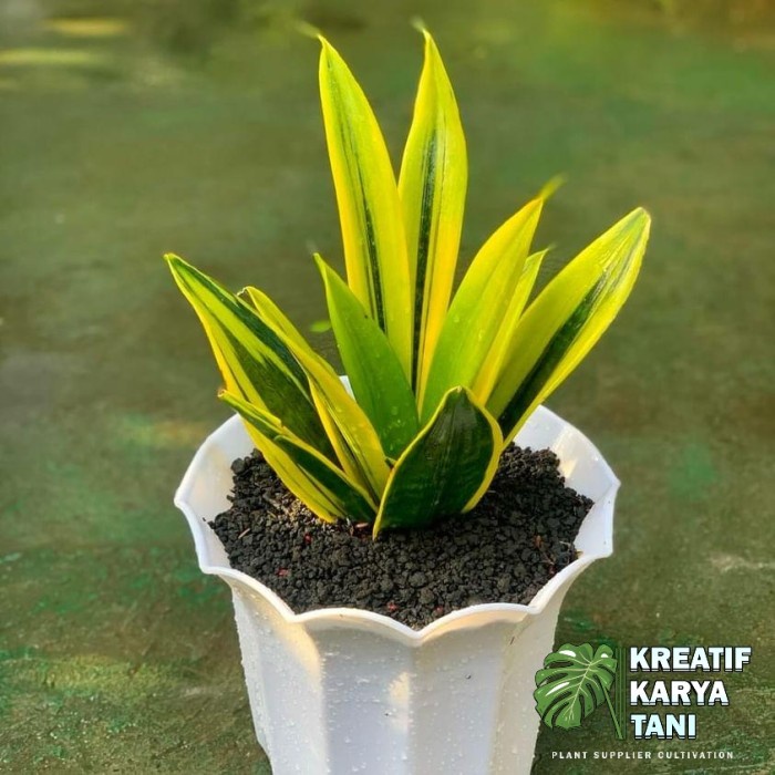 murah- Tanaman hias sansivera gold flame - Sansivera golden flame - sansivera