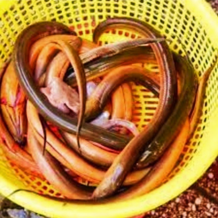

Ikan Belut Segar 1kg