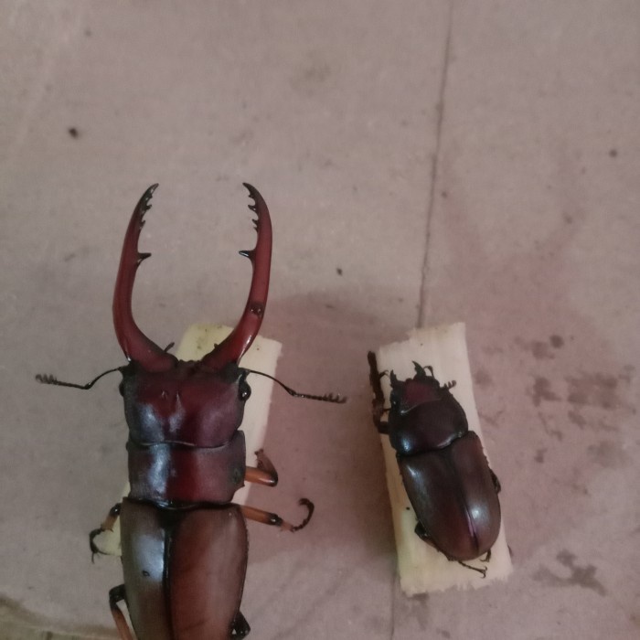 BELILAH SEPASANG KUMBANG CAPIT CYCLOMMATUS ASTACOIDES HIDUP LPO