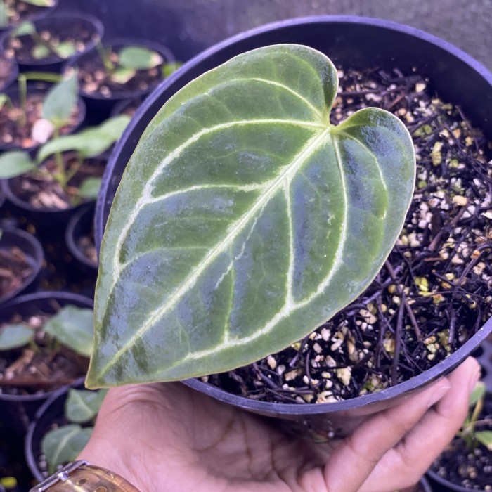 Hot Sale Anthurium Regale White Stripes Clone Original