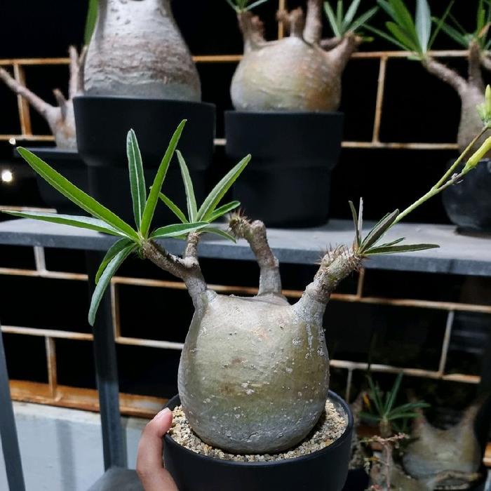 New Pachypodium Gracilius Original