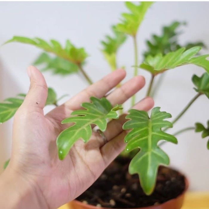 New Tanaman Hias Philodendron Xanadu Golden / Murah + Pot Original