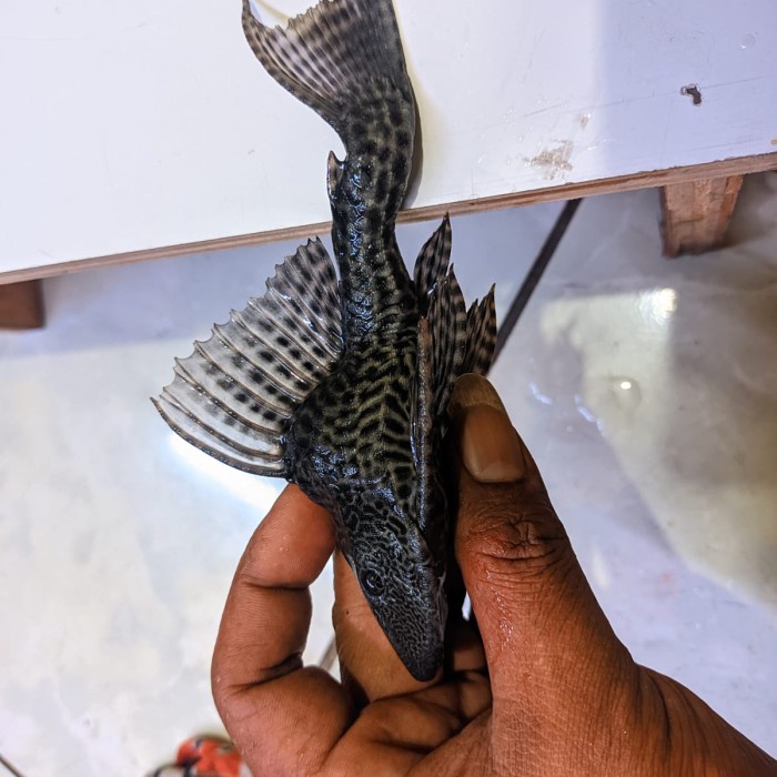 Ikan Sapu-sapu Hitam Short Body King