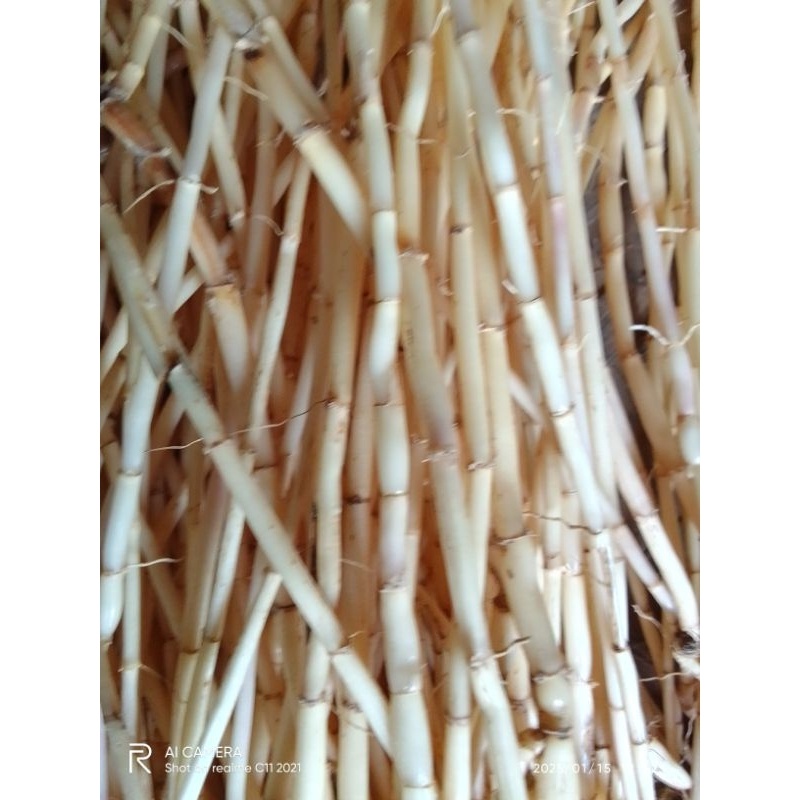 

FRESH 1 KG AKAR ALANG-ALANG HERBAL ASLI ALAMI ATASI MASALAH GINJAL BY RK HERBAL SHOP