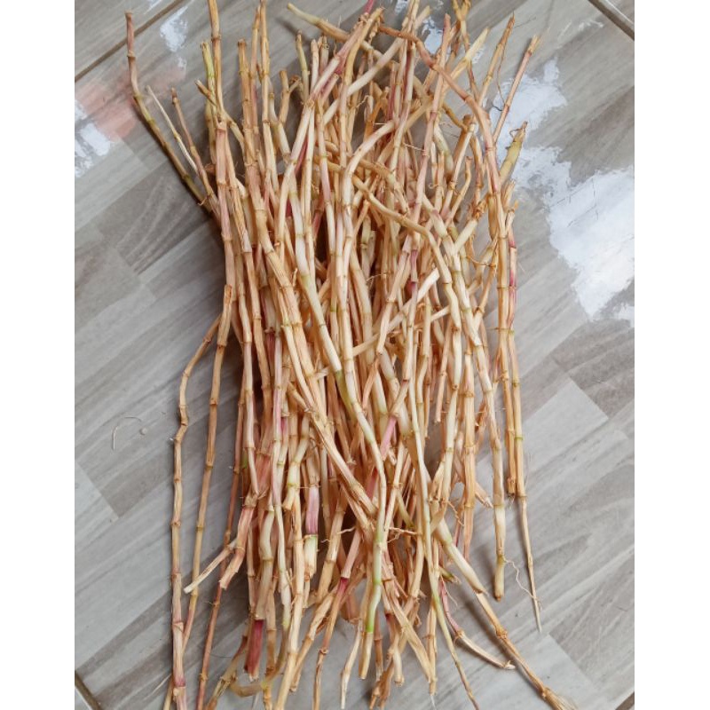 

FRESH akar alang-alang/akar ilalang fresh isi 250 gram