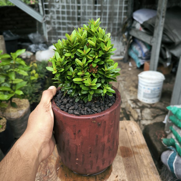 Promo Terbatas Tanaman Asoka Micro / Asoka Daun Mini Aman