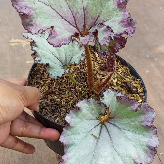 Fresh Flower Begonia Pink Beauty Import