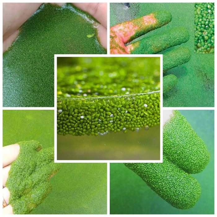 Fresh Flower Wolfia Bibit Alternatif Makanan Unggas - Wolfia Pakan Ternak