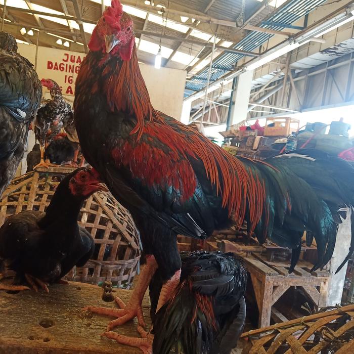 

Ayam Kampung Jago Besar