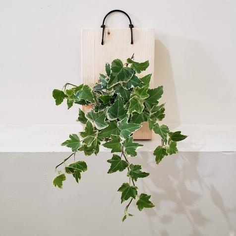 Wall of fame - English Ivy