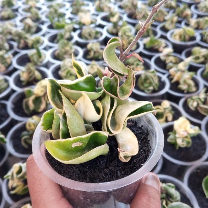Tanaman Hias Hoya Compacta Regalis/Hoya Compacta Variegata Best Seller