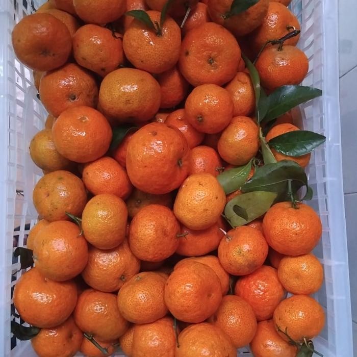

BisaInstan- Buah Jeruk Santang Daun Shantang Segar Fresh 1 kg