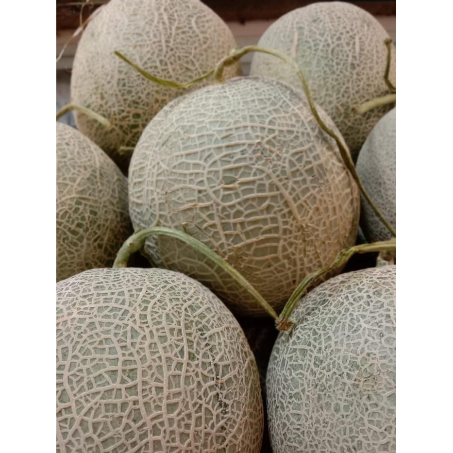 

BisaInstan- buah melon orange basket rapingo manis banyak air jepang hydroponic