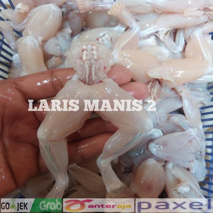 

Kirim,HariYgSama- Daging kodok potong paha size besar 1000gram