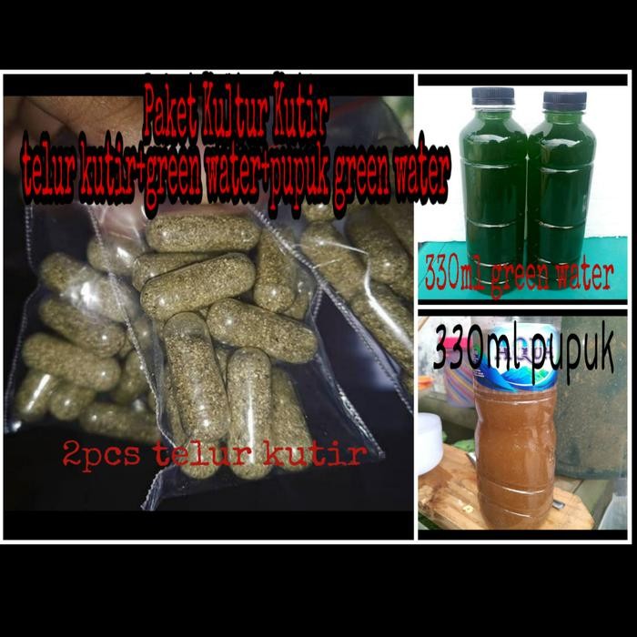 Paket Kultur Kutu Air Moina Dan Panduan Ternak