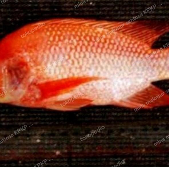 Paket Indukan Ikan Nila Gesit Warna Isi 4 Ekor Ukuran 5 Jari