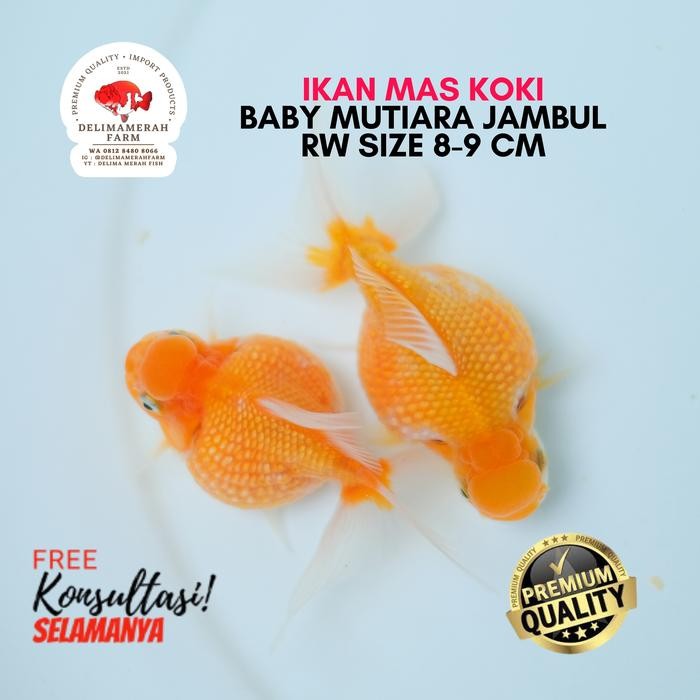 Mas Koki Mutiara Jambul Red White Size 8-9 Cm Lucu Free Konsultasi