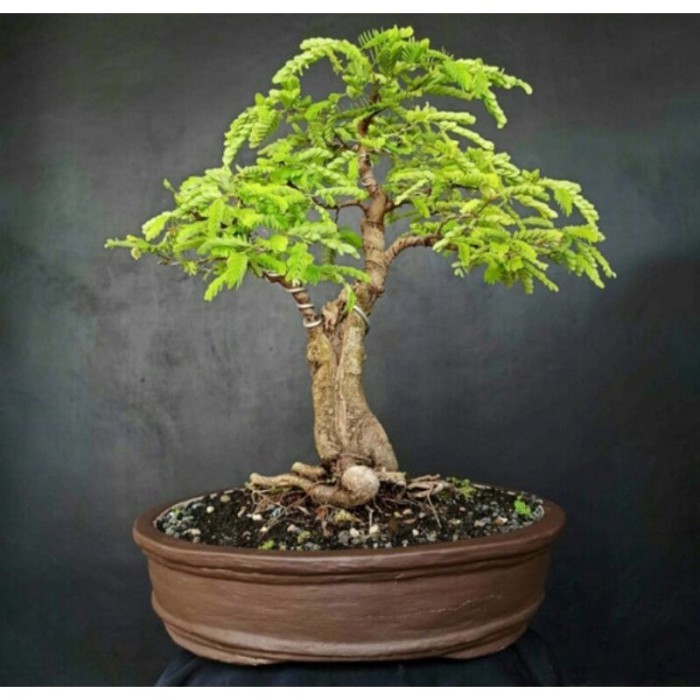 tanaman bonsai asem jawa siap pajang