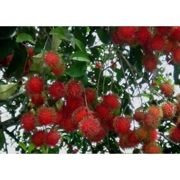 PUPUK ORGANIK CAIR BIOGAN UNTUK TANAMAN BUAH RAMBUTAN CEPAT