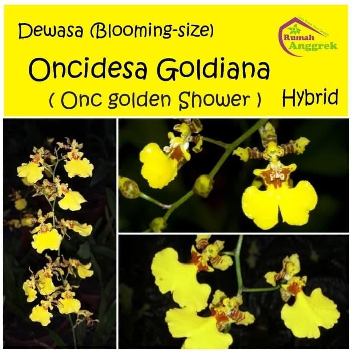 utamajaya- Oncidesa Goldiana Golden Shower anggrek dewasa bibit oncidium oncydium
