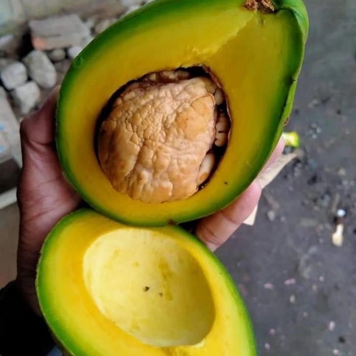 

New Alpukat Mentega Lokal super