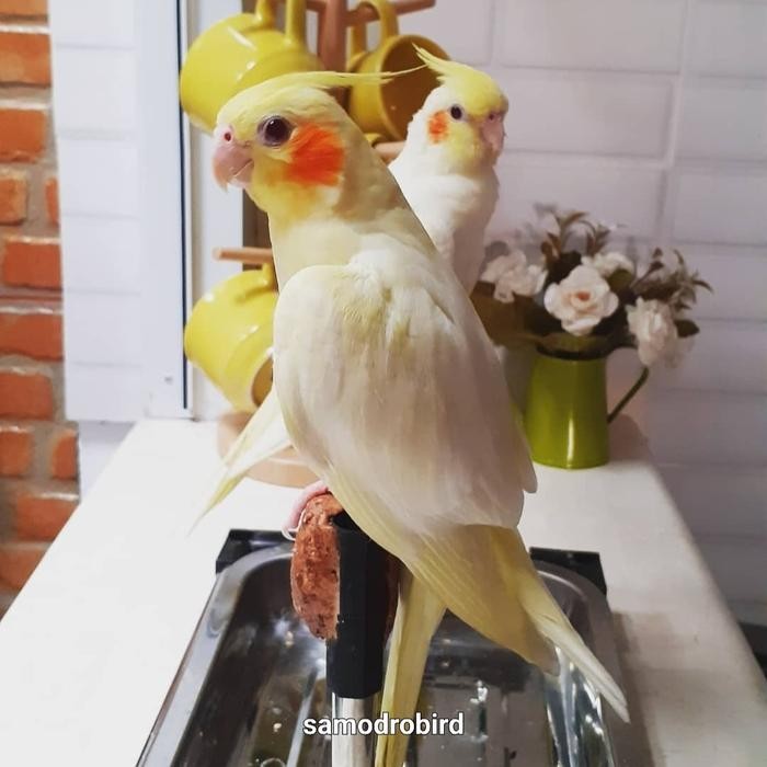 Burung Parkit Australia atau Falk rna Lutino mata merah terbaru