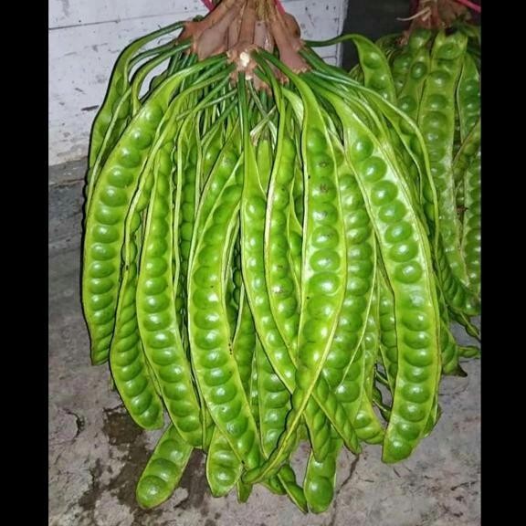 

buah pete petai baru *