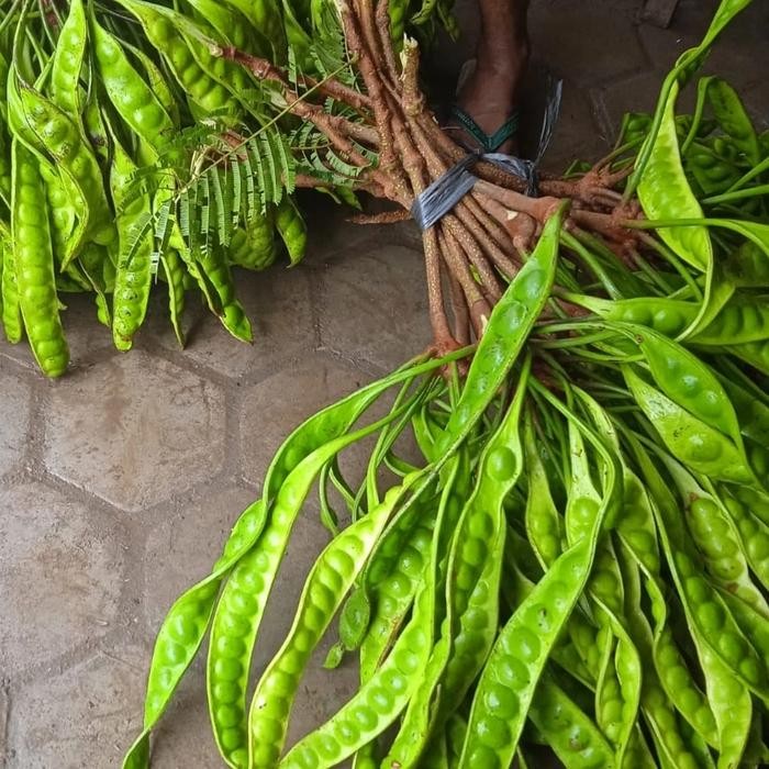 

Buah Petai pete Segar Lansung Dari pohonya *