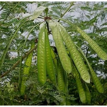 

Daun LANTORO ATAU PETAI CINA / PETAI MINI gram *
