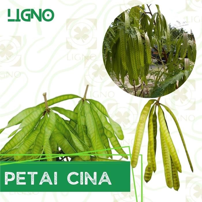 

Benih Biji Kacang Petai Cina Lamtoro *