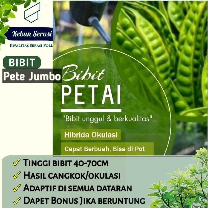 

[PETE JUMBO ]bibit] Petai jumbo hiasan artificial premium *