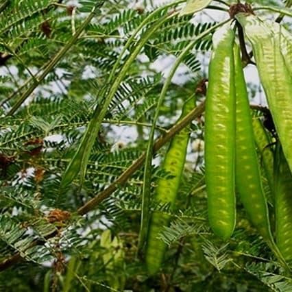 

Daun Petai cina atau lamtoro 1 kg *
