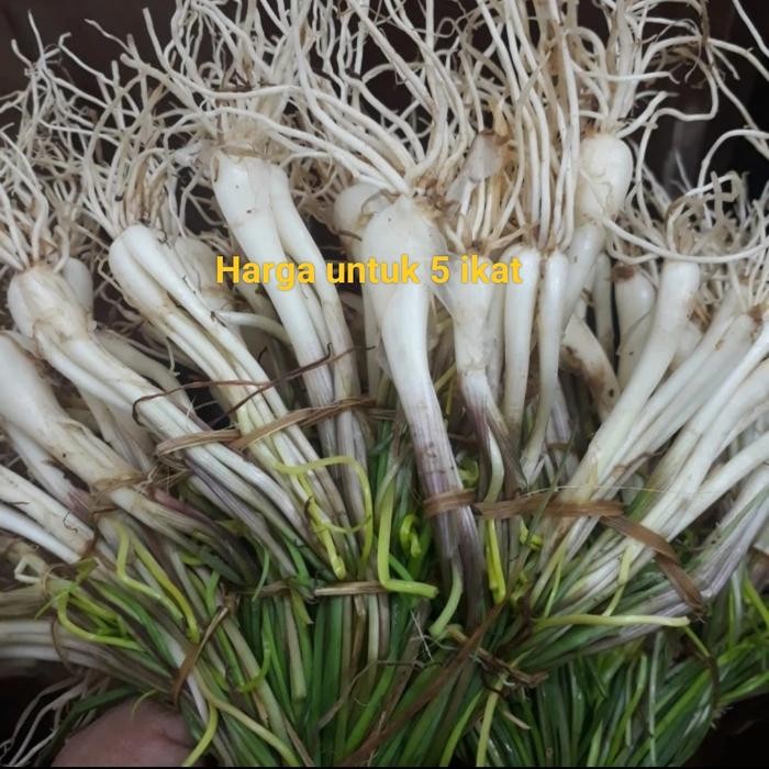 

TodayFre3sH- Lokio.Bawang Rambu.Bawang Batak.500gram