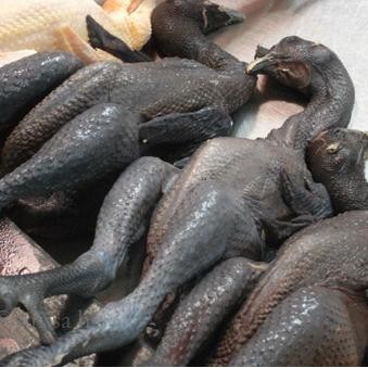 

BeliSkrg,KirimHariini- Chicken Black local whole / daging ayam kampung hitam 400- 500 gram