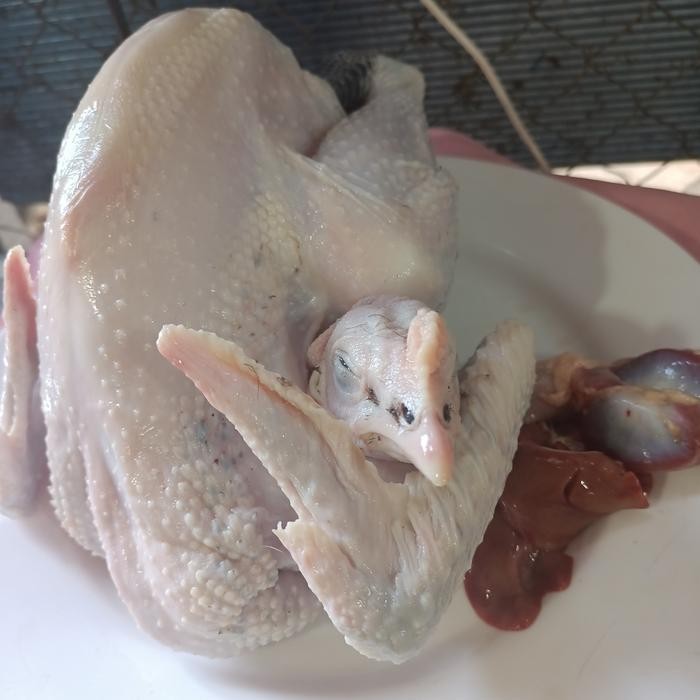 

BeliSkrg,KirimHariini- ayam kampung segar fresh