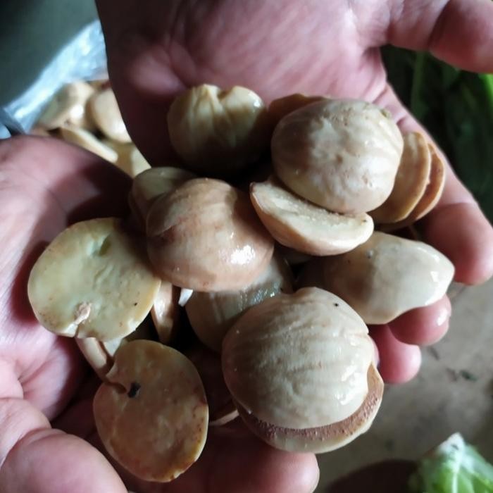 

PastikanDikirimLgsg- jengkol rebus 1 kg