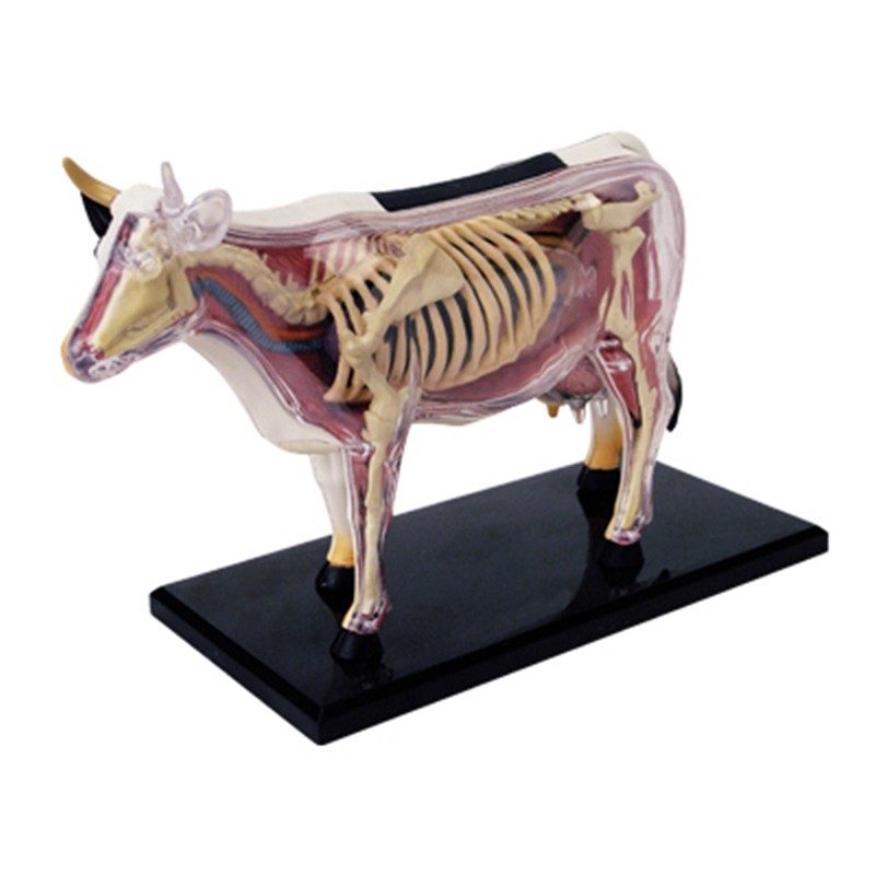 Animal Organ Anatomy Model 4D Cow Intelligence Assembling Toy Teaching Anatomy Model DIY Popular Sci