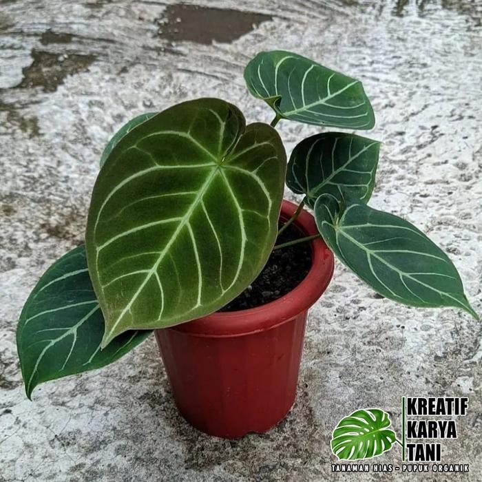 KirimLgsgGan- Anthurium Hoffmanii - Anthurium Hoffmanii Hybird