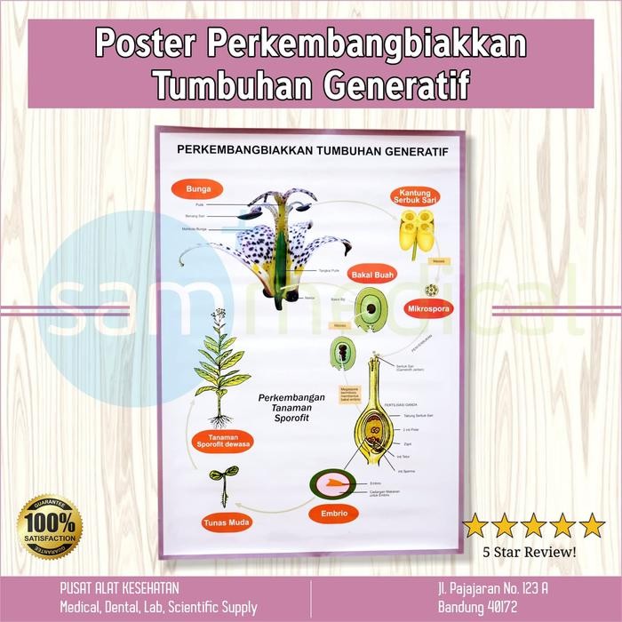 

HOT SALE! Poster Gambar Perkembangbiakkan Tumbuhan Generatif