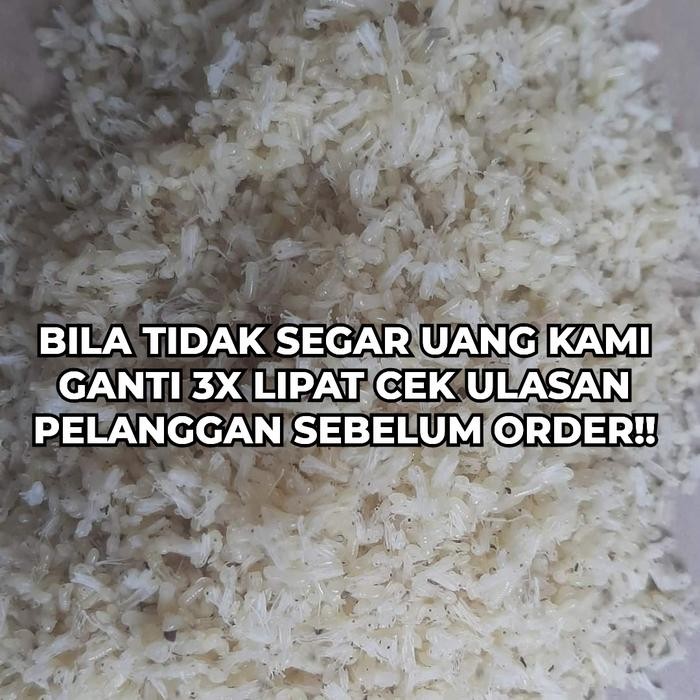 Kroto Super Bersih Tanpa Semut Kroto Baduy Beku *Ingat Ini Beku* 1 Ons #Gratisongkir