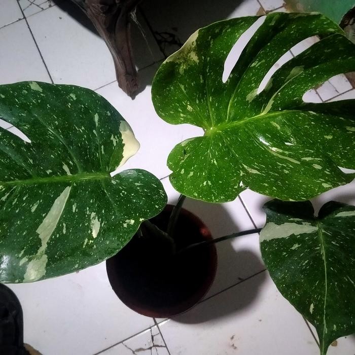 Evergreeeen Monstera Thailand Variegata Monthai